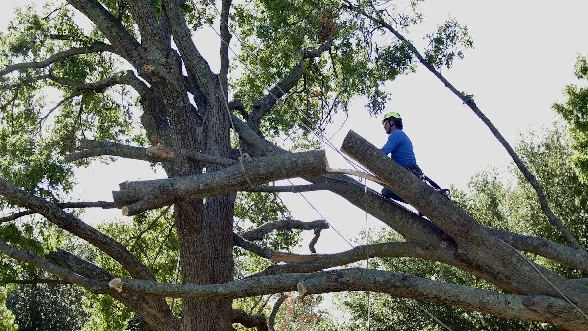 Professional Hazardous Tree Removal performed by certified arborists in Maben